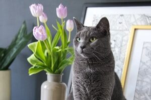 russian blue cat on white table