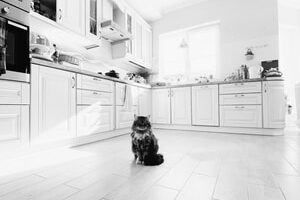black and white photo of kitchen