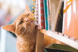 orange tabby cat near books selective focus photography