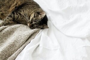 brown tabby cat laying on white textile