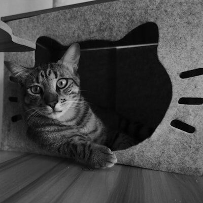 猫と暮らすすっきり空間｜収納力あるキャットタワー特集