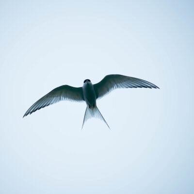 Swallow Clock 幸運を運ぶ、真っ白なツバメ壁掛け時計