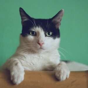 Jobby The Cat 目が光る猫ランプはリアルなネコ｜SelettiｘStudio Job